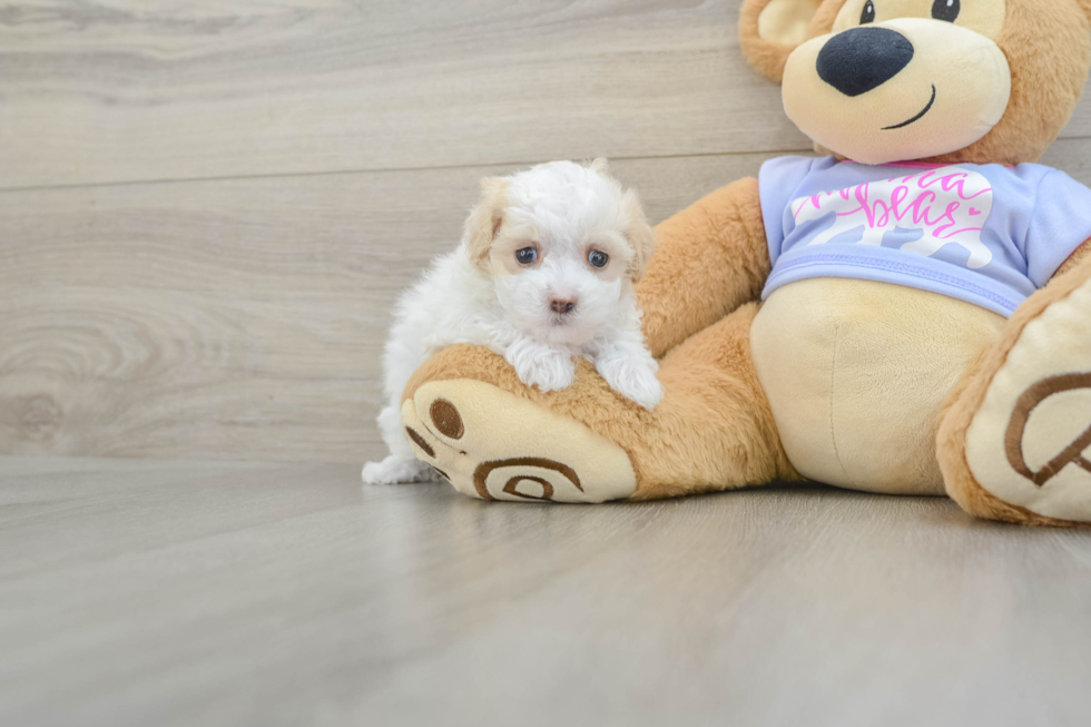 Best Maltipoo Baby