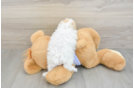Maltipoo Puppy for Adoption