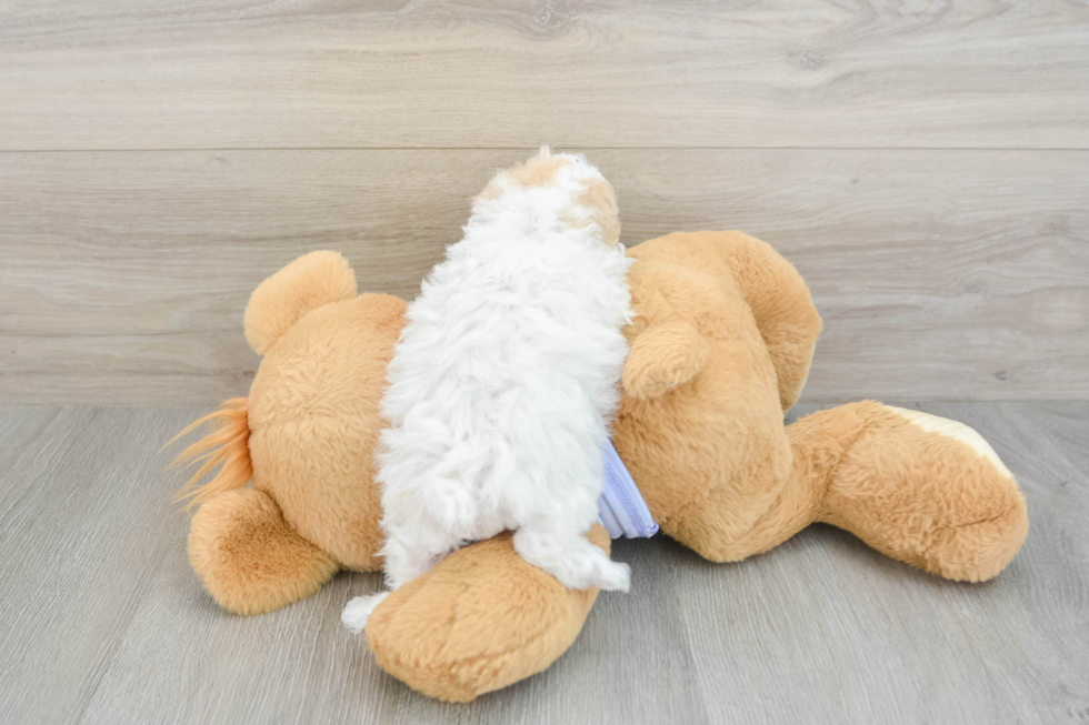 Maltipoo Puppy for Adoption