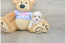 Fluffy Maltipoo Poodle Mix Pup