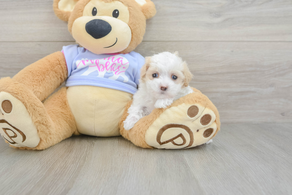 Fluffy Maltipoo Poodle Mix Pup