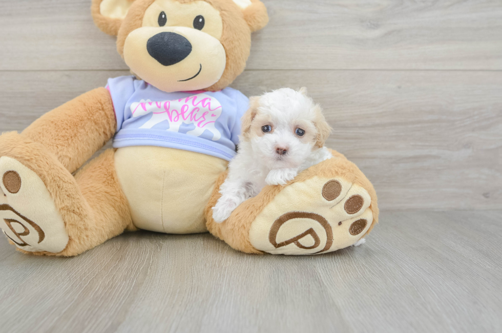 5 week old Maltipoo Puppy For Sale - Puppy Love PR