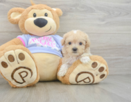 10 week old Maltipoo Puppy For Sale - Puppy Love PR