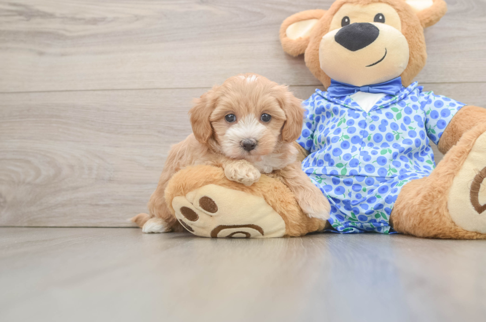 6 week old Maltipoo Puppy For Sale - Puppy Love PR