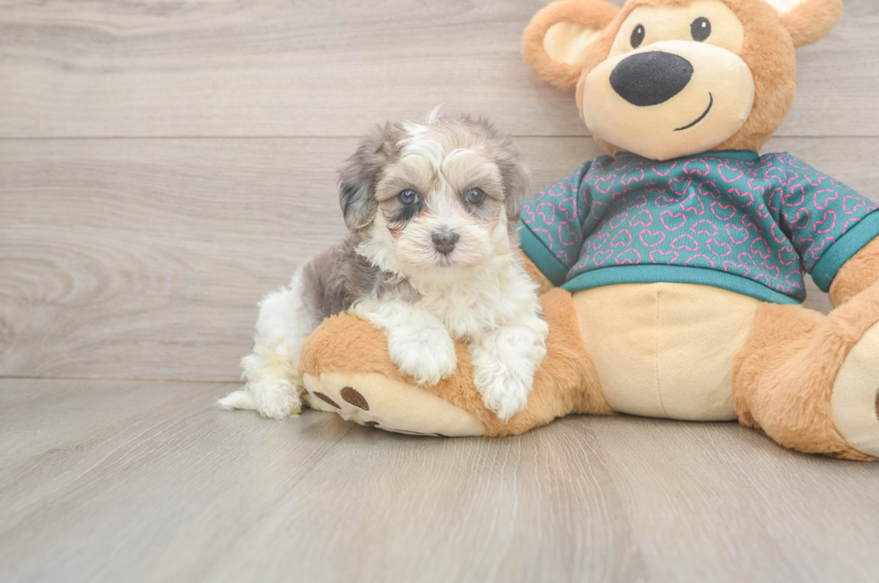 5 week old Maltipoo Puppy For Sale - Puppy Love PR