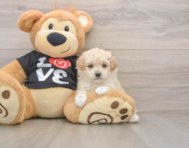 7 week old Maltipoo Puppy For Sale - Puppy Love PR