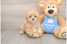 Best Maltipoo Baby