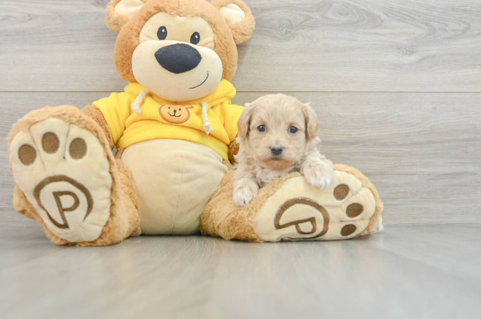 8 week old Maltipoo Puppy For Sale - Puppy Love PR