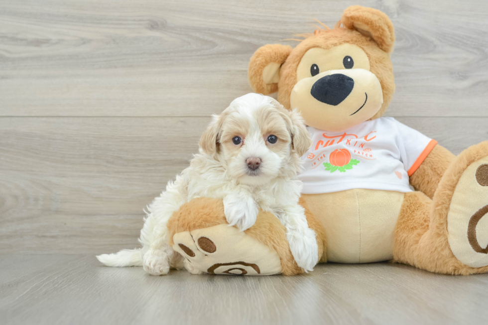 Little Maltepoo Poodle Mix Puppy