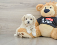 7 week old Maltipoo Puppy For Sale - Puppy Love PR