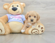 8 week old Maltipoo Puppy For Sale - Puppy Love PR