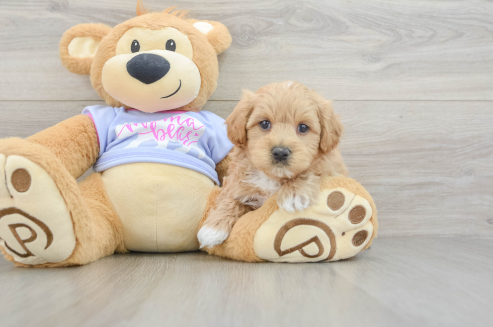 5 week old Maltipoo Puppy For Sale - Puppy Love PR