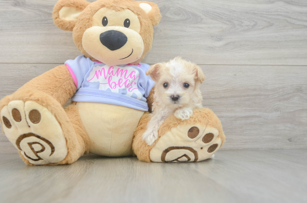 7 week old Maltipoo Puppy For Sale - Puppy Love PR