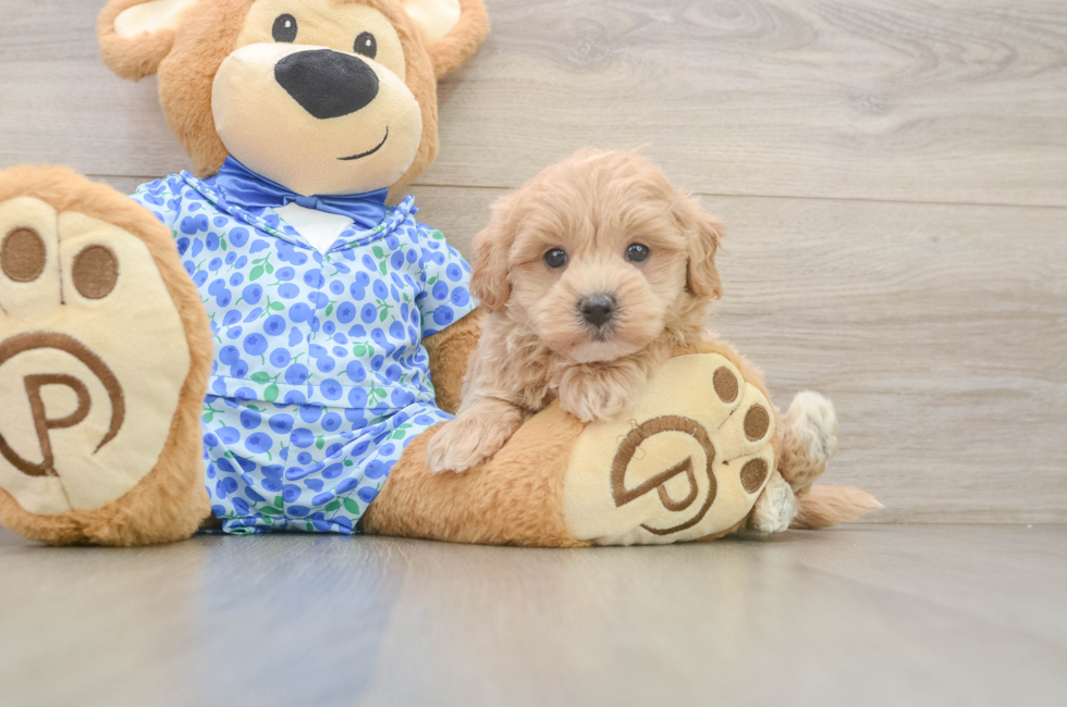 6 week old Maltipoo Puppy For Sale - Puppy Love PR