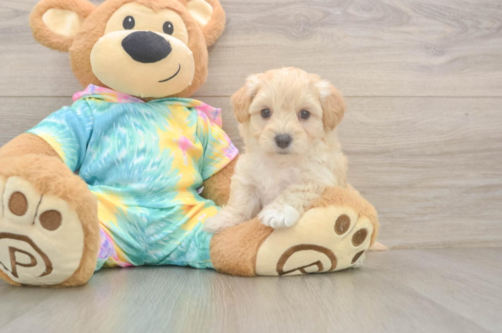 6 week old Maltipoo Puppy For Sale - Puppy Love PR