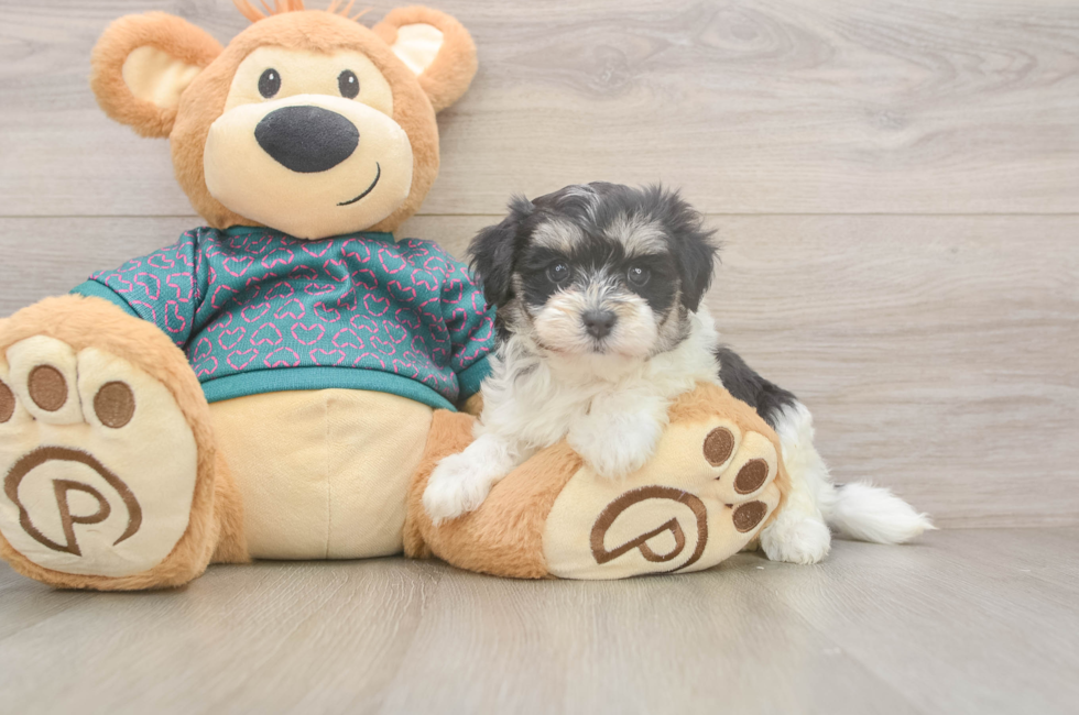 5 week old Maltipoo Puppy For Sale - Puppy Love PR