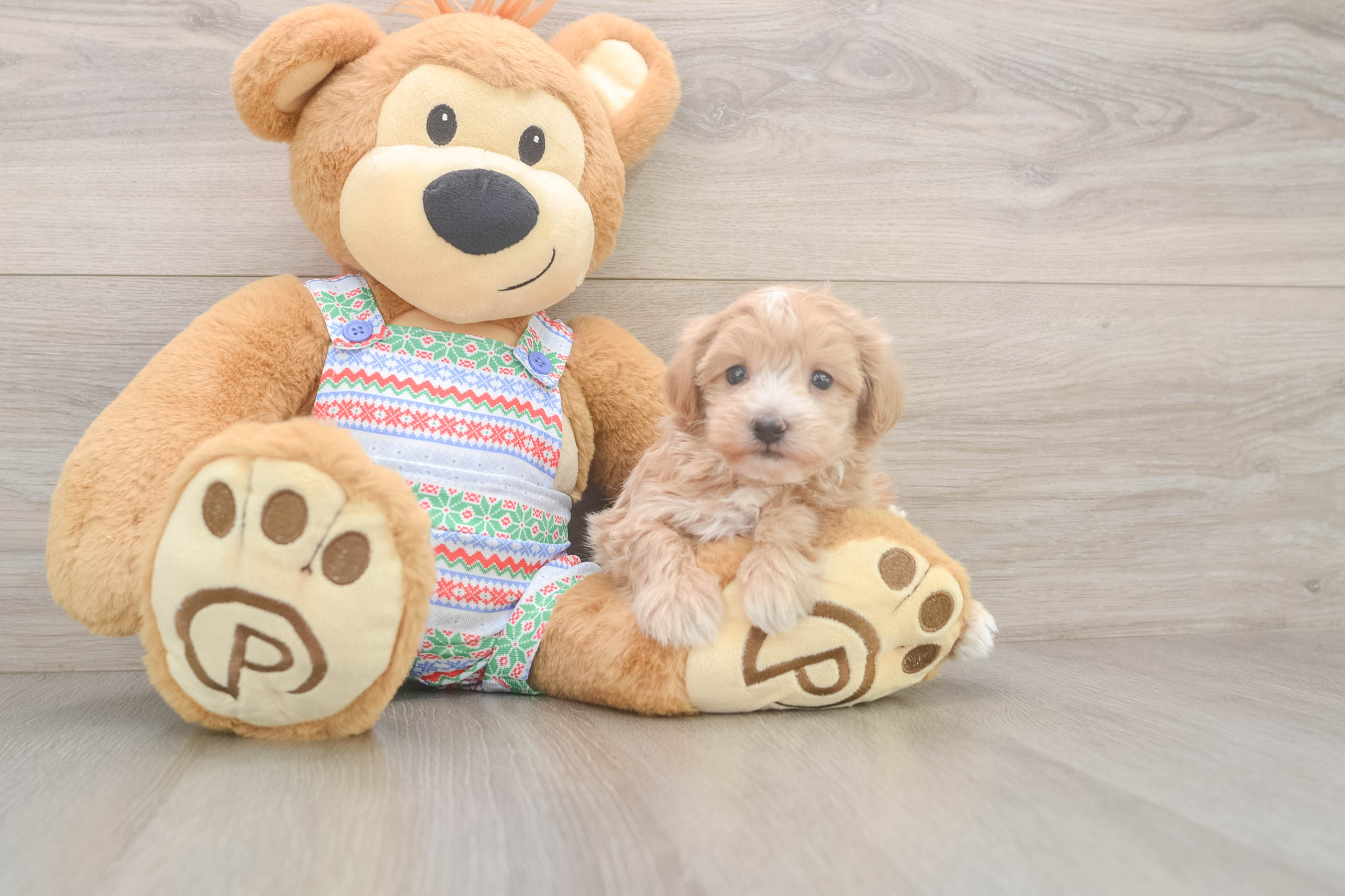 Playful Maltese Poodle Poodle Mix Puppy