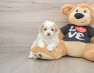 7 week old Maltipoo Puppy For Sale - Puppy Love PR