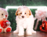 9 week old Maltipoo Puppy For Sale - Puppy Love PR