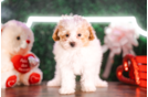 Cute Maltipoo Baby