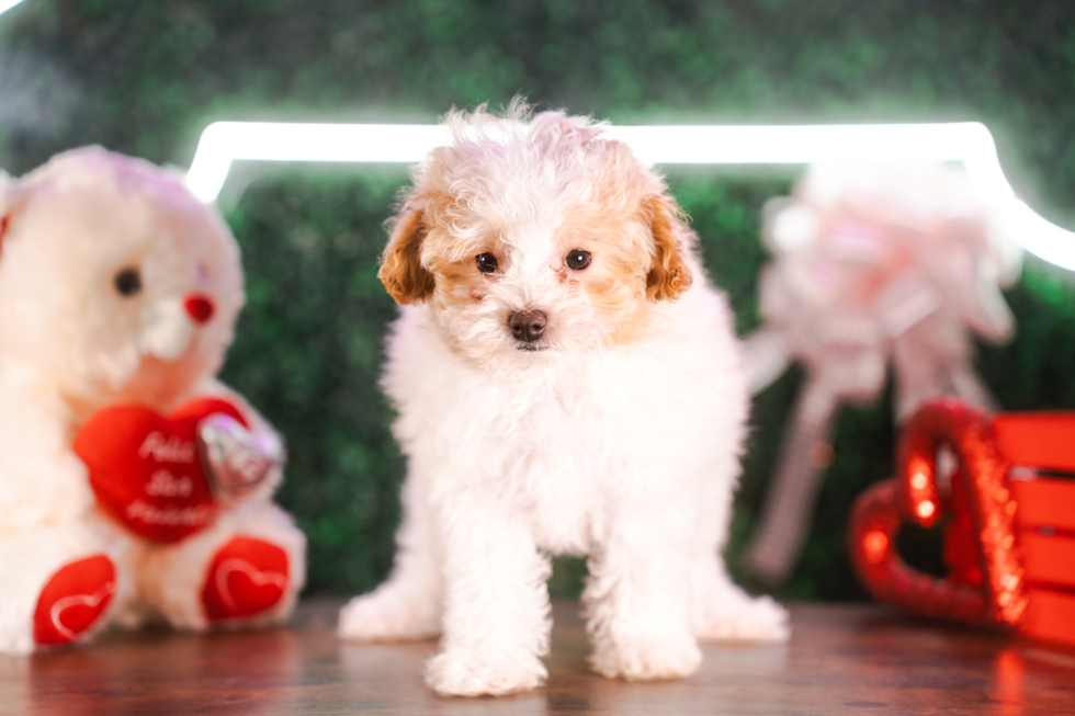 Cute Maltipoo Baby