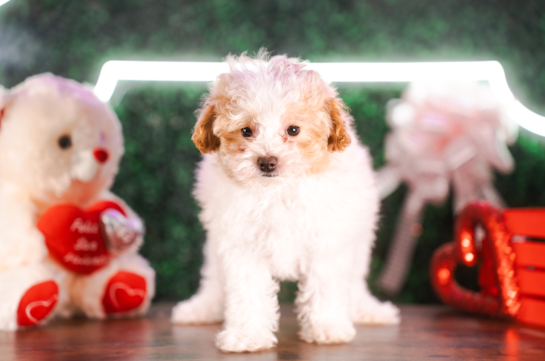 Cute Maltipoo Baby