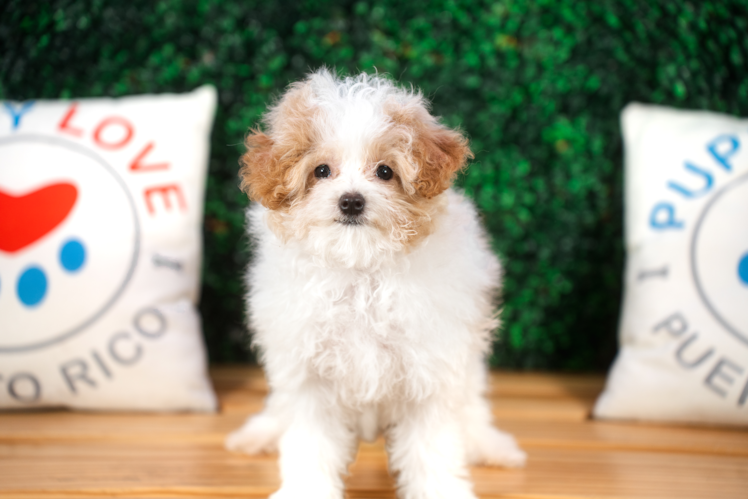 Maltipoo Puppy for Adoption