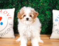 13 week old Maltipoo Puppy For Sale - Puppy Love PR