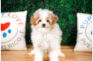 Maltipoo Puppy for Adoption
