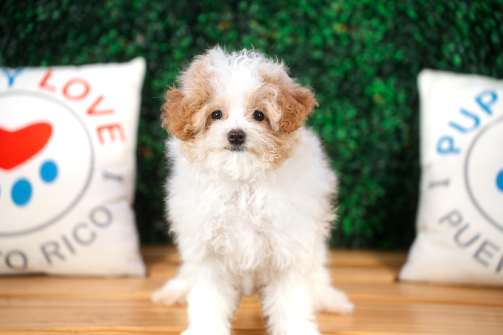 Maltipoo Puppy for Adoption