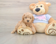 7 week old Maltipoo Puppy For Sale - Puppy Love PR