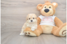 Cute Maltipoo Baby