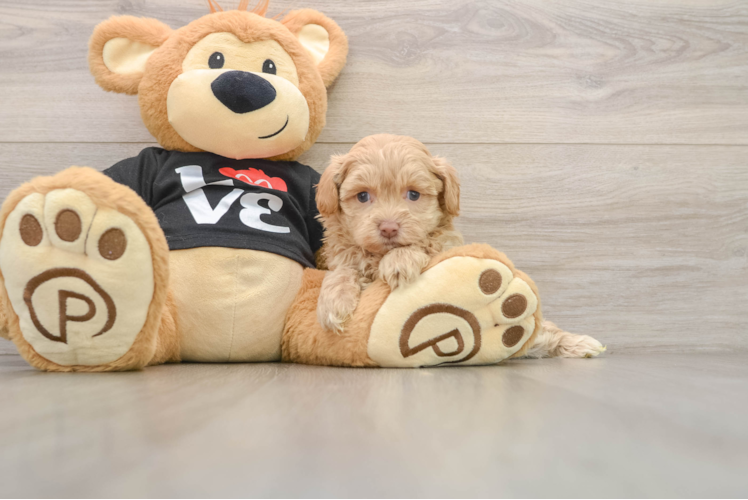 Popular Maltipoo Poodle Mix Pup