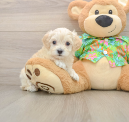 8 week old Maltipoo Puppy For Sale - Puppy Love PR