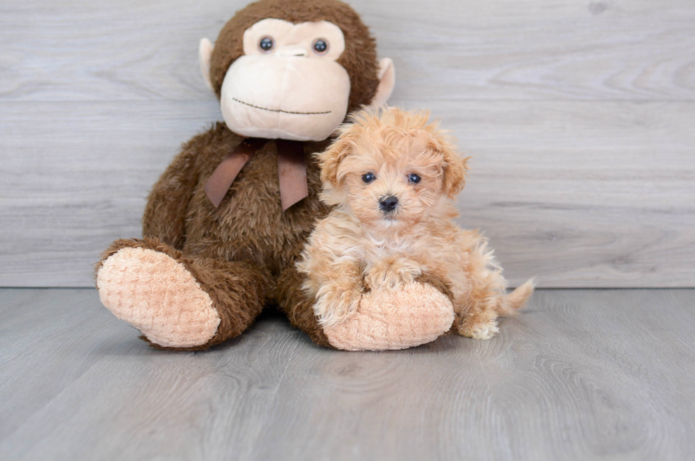 11 week old Maltipoo Puppy For Sale - Puppy Love PR