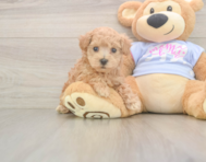 7 week old Maltipoo Puppy For Sale - Puppy Love PR