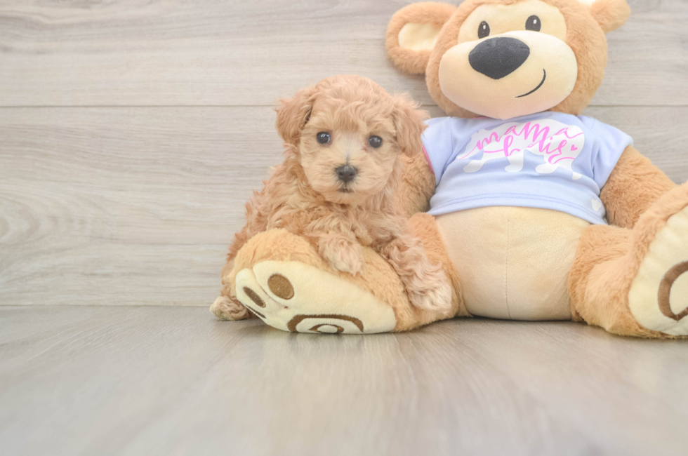 5 week old Maltipoo Puppy For Sale - Puppy Love PR