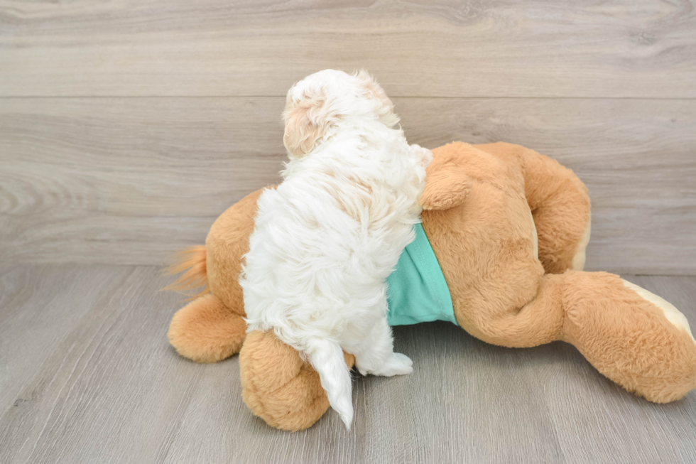 Maltipoo Pup Being Cute