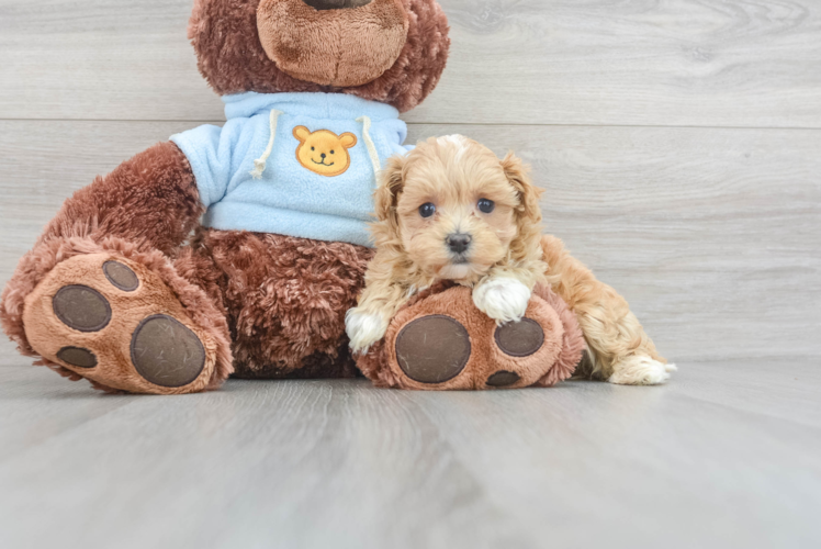 Meet Vanellope - our Maltipoo Puppy Photo 1/3 - Puppy Love PR Maltipoo Pup Being Cute
