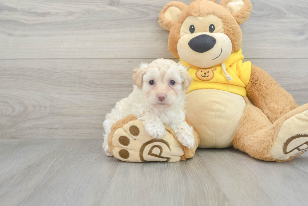 Maltipoo Pup Being Cute