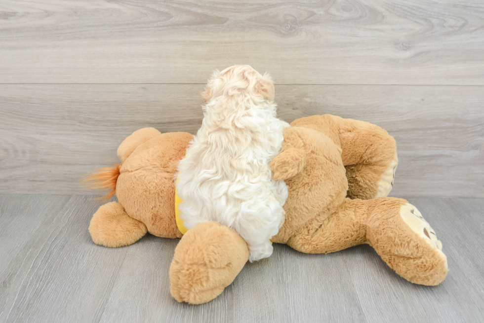 Best Maltipoo Baby
