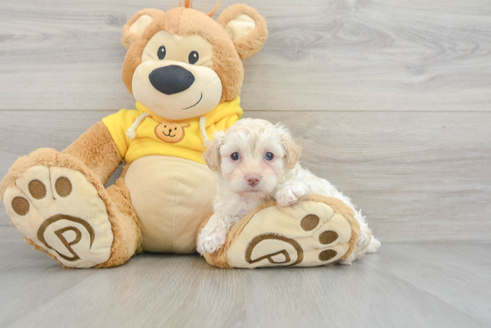 Little Maltese Poodle Poodle Mix Puppy