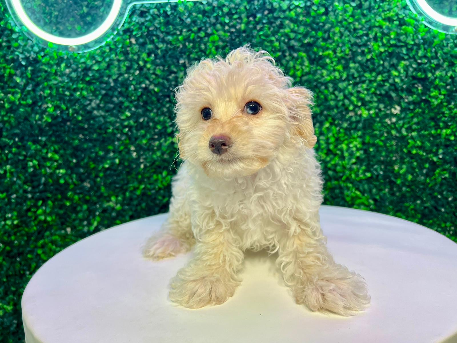 Cute Maltipoo Baby