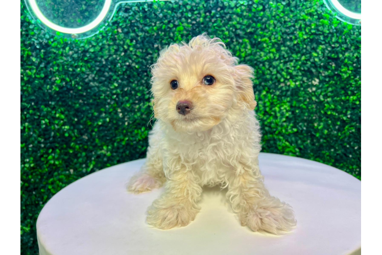 Cute Maltipoo Baby