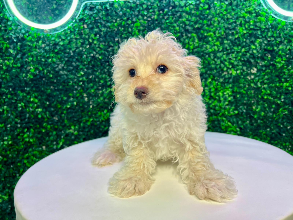 Cute Maltipoo Baby
