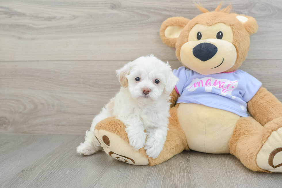 Playful Multipoo Poodle Mix Puppy