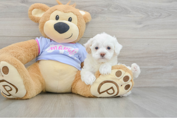 Meet Vanellope - our Maltipoo Puppy Photo 1/3 - Puppy Love PR Best Maltipoo Baby