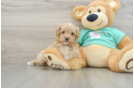 Maltipoo Puppy for Adoption