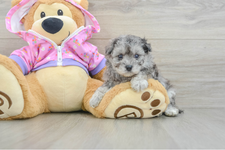 Meet Vanellope - our Maltipoo Puppy Photo 1/3 - Puppy Love PR Best Maltipoo Baby