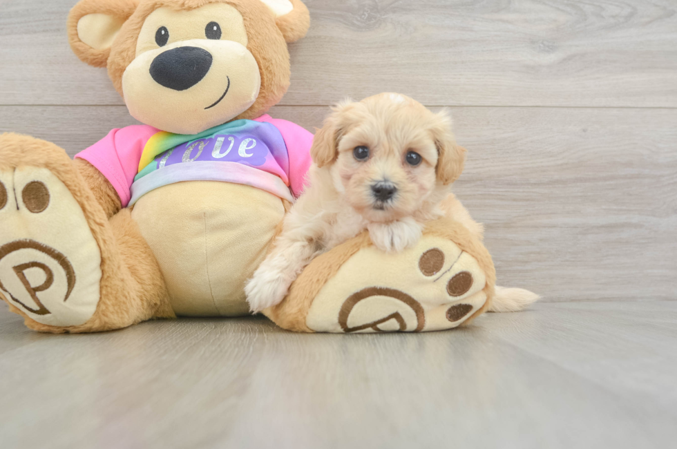 6 week old Maltipoo Puppy For Sale - Puppy Love PR